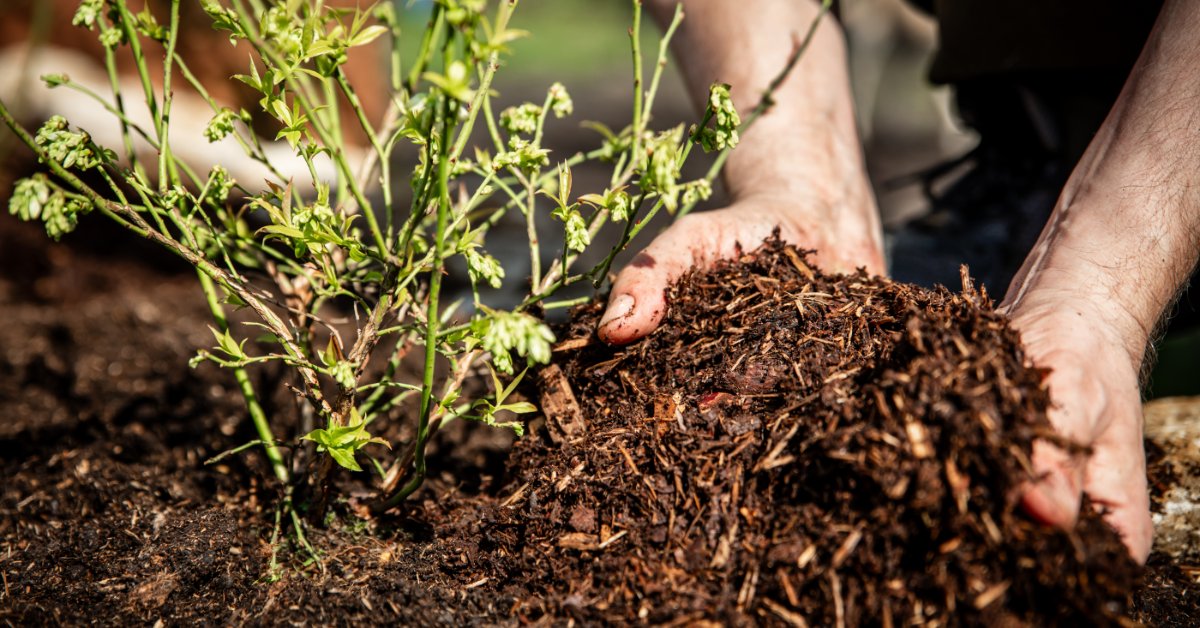 A person using their bare hands to place dark brown mulch around the base of a small blueberry plant on a sunny day.