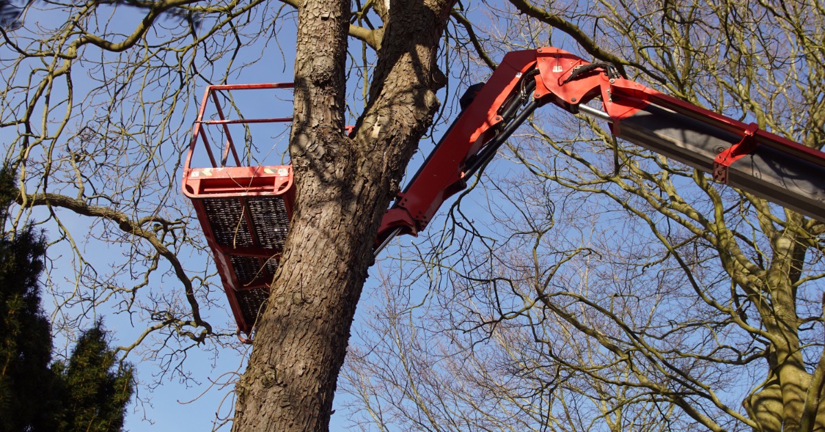 A large orange telescopic boom lift extending toward a tall chestnut tree during the daytime. Nobody is in the lift.