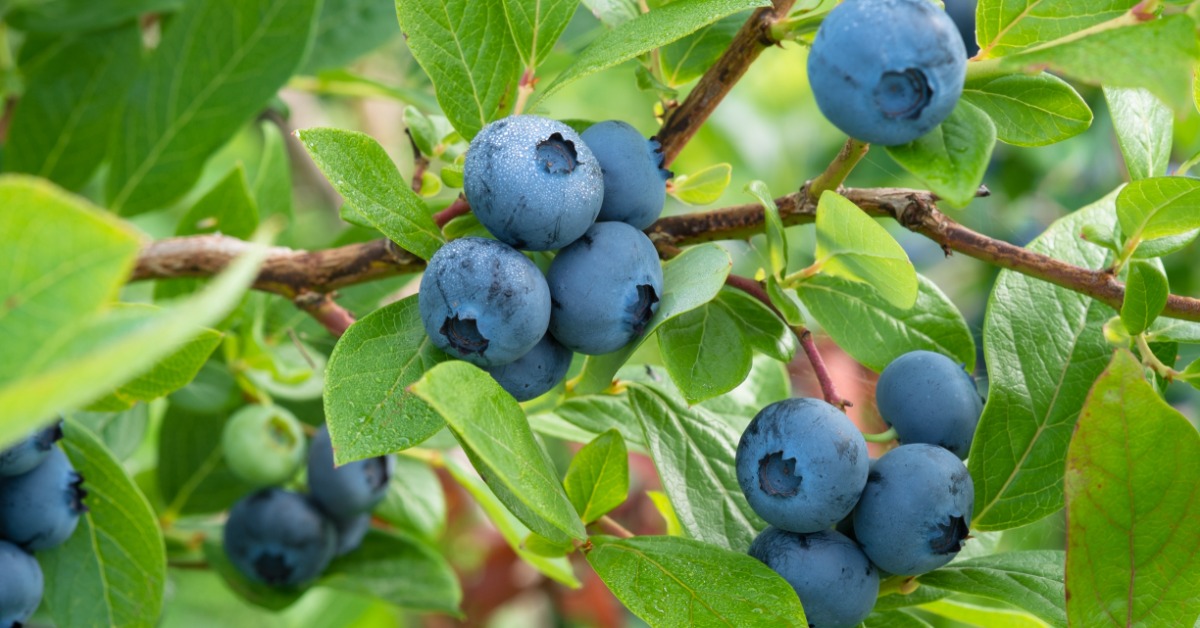 Blueberries growing on the long, thin branches of a bush outside. Green leaves surround the blueberries.