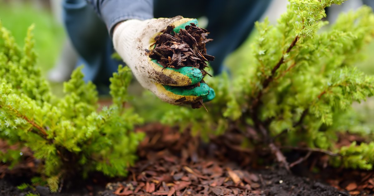 A person wearing white gloves placing a handful of brown mulch between two small green plants outside.