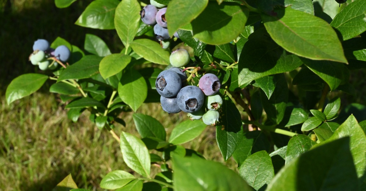 Bright sunlight shining on small clusters of blueberries growing on a large green bush during the daytime.