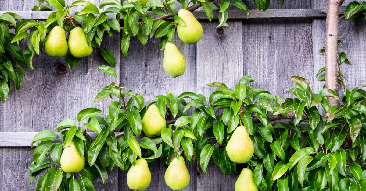 Two rows of ripe green pears growing horizontally on a fruit tree along a wooden fence during the daytime.