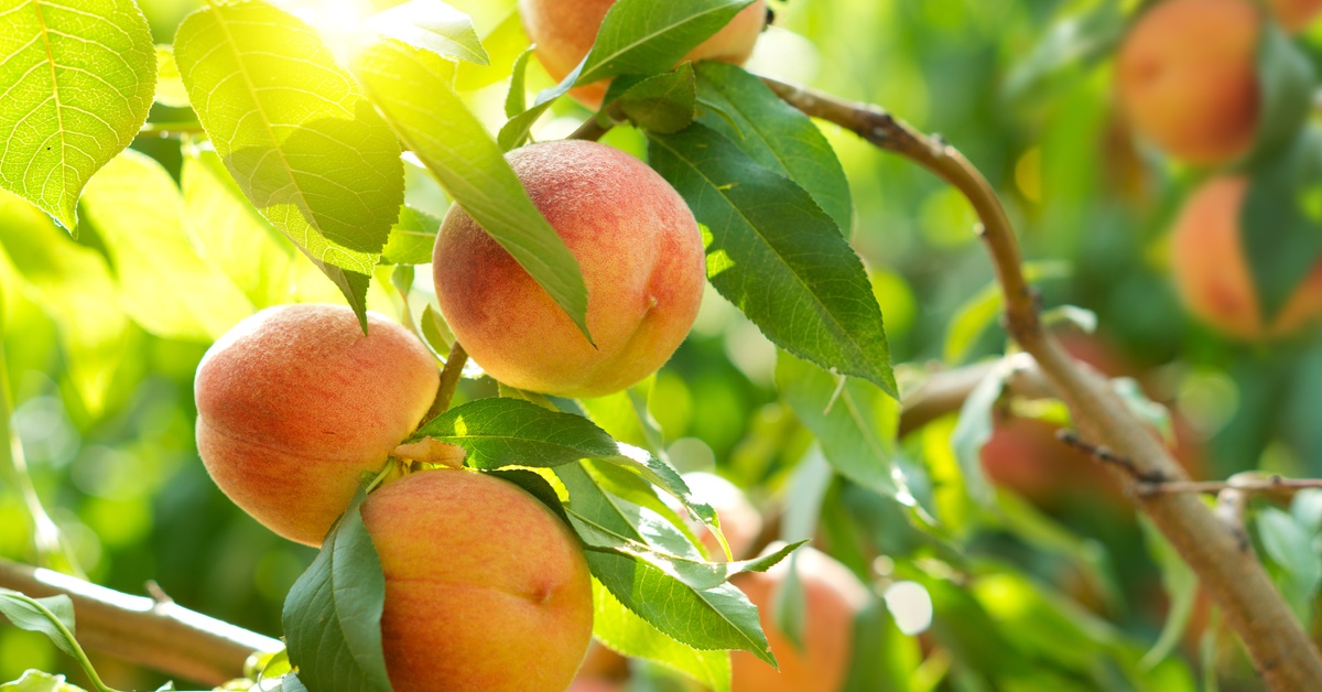 Peaches growing on the thin branches of a fruit tree outside. Bright sunlight shines onto the peach tree.