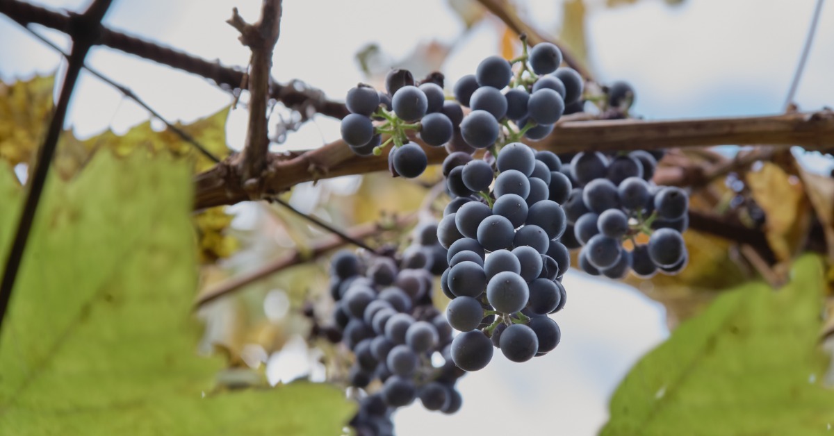 Large clusters of dark purple grapes dangling off a grapevine along thin leaves outside during the daytime.