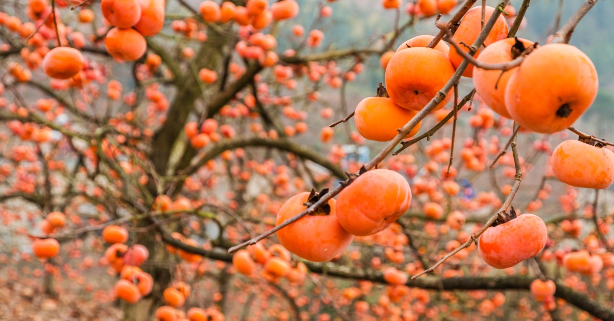 A massive persimmon tree outside with thin branches that have no leaves but are fully covered in plump, orange fruit.