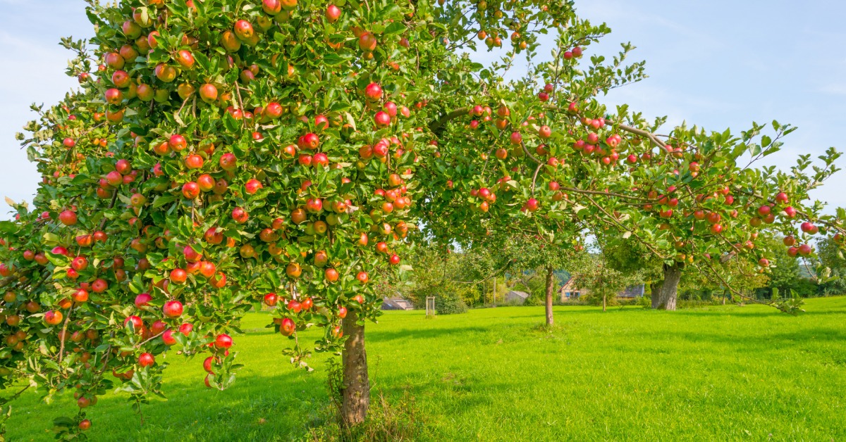 A massive fruit tree with bright green leaves, red apples, and long branches growing outside on a sunny day.