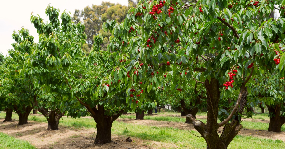 Two rows of tall, thick cherry trees with red fruit and green leaves growing outside on a bright, sunny day.